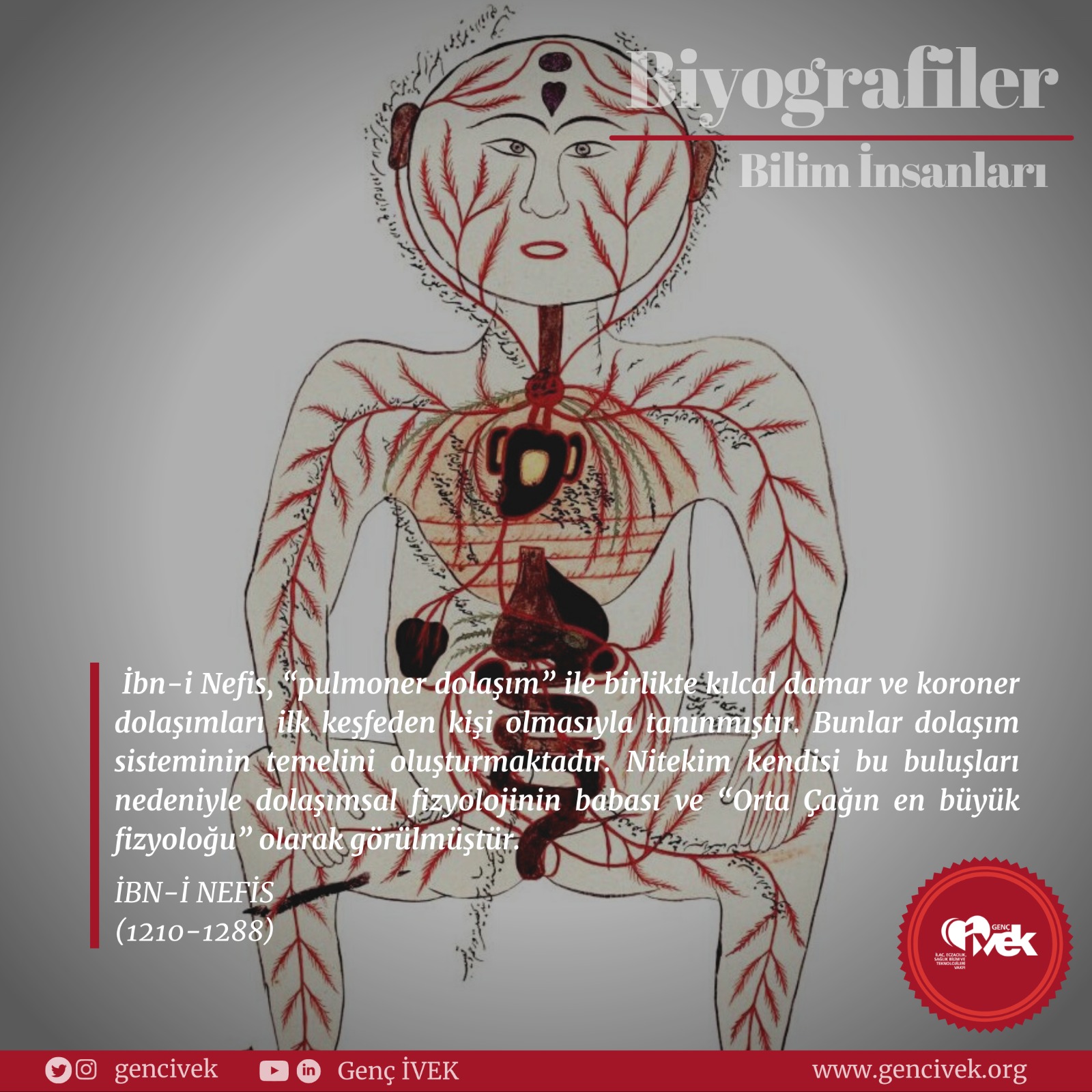  Kan Dolaşımının Keşfi : İbn-i Nefis 